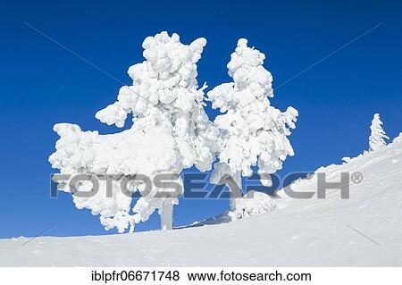 Snowy spruces, Switzerland, Europe View Large Photo Image Stock Photo - Snowy spruces, Switzerland, Europe. Fotosearch