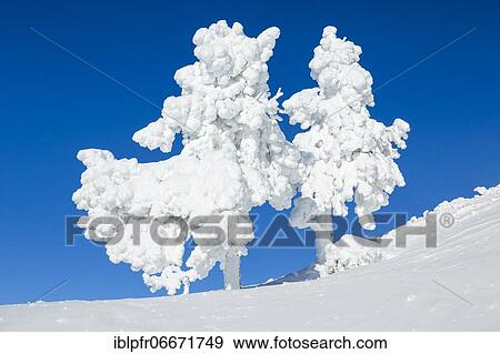 Snowy spruces, Switzerland, Europe View Large Photo Image Stock Photo - Snowy spruces, Switzerland, Europe. Fotosearch