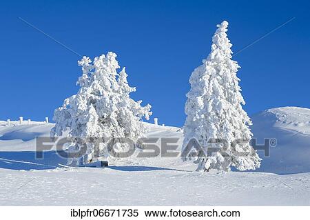 Snowy spruces, Switzerland, Europe View Large Photo Image Stock Photography - Snowy spruces, Switzerland, Europe. Fotosearch