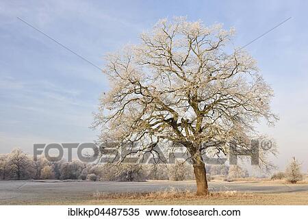 Stock Photography - Solitary oak with hoarfrost, Elbaue, Middle Elbe Biosphere Reserve, Saxony-Anhalt, Germany, Europe. Fotosearch