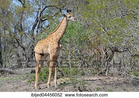 Stock Image - South African giraffe or cape giraffe (Giraffa giraffa giraffa), young, standing in bushland, Kruger National Park, South Africa, Africa. Fotosearch
