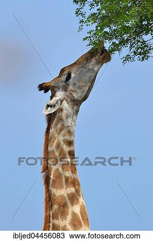 South African giraffe or cape giraffe (Giraffa giraffa giraffa), feeding on leaves, Kruger National Park, South Africa, Africa View Large Photo Image Stock Image - South African giraffe or cape giraffe (Giraffa giraffa giraffa), feeding on leaves, Kruger National Park, South Africa, Africa. Fotosearch