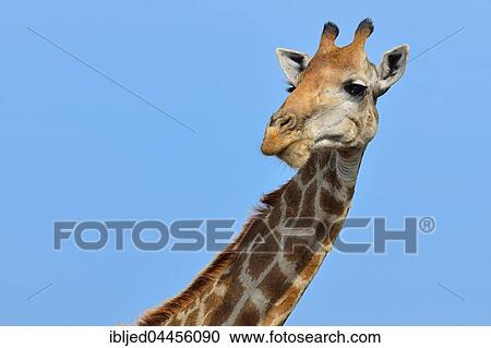 South African giraffe or cape giraffe (Giraffa giraffa giraffa), Kruger National Park, South Africa, Africa View Large Photo Image Stock Image - South African giraffe or cape giraffe (Giraffa giraffa giraffa), Kruger National Park, South Africa, Africa. Fotosearch