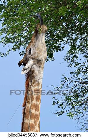 South African giraffe or cape giraffe (Giraffa giraffa giraffa), feeding on leaves, Kruger National Park, South Africa, Africa View Large Photo Image Stock Photo - South African giraffe or cape giraffe (Giraffa giraffa giraffa), feeding on leaves, Kruger National Park, South Africa, Africa. Fotosearch