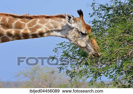 South African giraffe or cape giraffe (Giraffa giraffa giraffa), feeding on leaves, Kruger National Park, South Africa, Africa View Large Photo Image Stock Photo - South African giraffe or cape giraffe (Giraffa giraffa giraffa), feeding on leaves, Kruger National Park, South Africa, Africa. Fotosearch