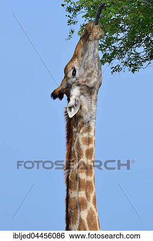South African giraffe or cape giraffe (Giraffa giraffa giraffa), feeding on leaves, Kruger National Park, South Africa, Africa View Large Photo Image Stock Photograph - South African giraffe or cape giraffe (Giraffa giraffa giraffa), feeding on leaves, Kruger National Park, South Africa, Africa. Fotosearch
