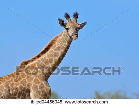 South African giraffe or Cape giraffe (Giraffa giraffa giraffa), young, blue sky, Kruger National Park, South Africa, Africa View Large Photo Image Stock Photography - South African giraffe or Cape giraffe (Giraffa giraffa giraffa), young, blue sky, Kruger National Park, South Africa, Africa. Fotosearch
