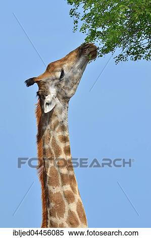 South African giraffe or cape giraffe (Giraffa giraffa giraffa), feeding on leaves, Kruger National Park, South Africa, Africa View Large Photo Image Stock Photography - South African giraffe or cape giraffe (Giraffa giraffa giraffa), feeding on leaves, Kruger National Park, South Africa, Africa. Fotosearch