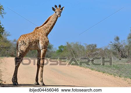 South African giraffe or Kapgiraffe (Giraffa giraffa giraffa), young, standing on dirt road, blue sky, Kruger National Park, South Africa, Africa View Large Photo Image Stock Photograph - South African giraffe or Kapgiraffe (Giraffa giraffa giraffa), young, standing on dirt road, blue sky, Kruger National Park, South Africa, Africa. Fotosearch