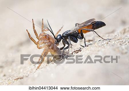 Spider wasp (Anoplius infuscatus) holding a captured wolf spider (Lycosidae), Middle Elbe Biosphere Reserve, Saxony-Anhalt, Germany, Europe View Large Photo Image Picture - Spider wasp (Anoplius infuscatus) holding a captured wolf spider (Lycosidae), Middle Elbe Biosphere Reserve, Saxony-Anhalt, Germany, Europe. Fotosearch