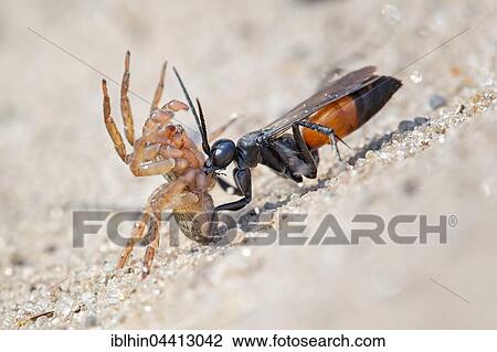 Spider wasp (Anoplius infuscatus) holding a captured wolf spider (Lycosidae), Middle Elbe Biosphere Reserve, Saxony-Anhalt, Germany, Europe View Large Photo Image Stock Image - Spider wasp (Anoplius infuscatus) holding a captured wolf spider (Lycosidae), Middle Elbe Biosphere Reserve, Saxony-Anhalt, Germany, Europe. Fotosearch