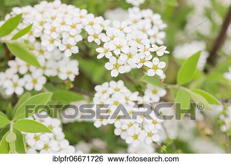 Spirea, snow spire, Switzerland, Europe View Large Photo Image Stock Photograph - Spirea, snow spire, Switzerland, Europe. Fotosearch
