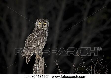 Spotted eagle-owl (Bubo africanus) at night, Kruger National Park, South Africa, Africa View Large Photo Image Stock Image - Spotted eagle-owl (Bubo africanus) at night, Kruger National Park, South Africa, Africa. Fotosearch