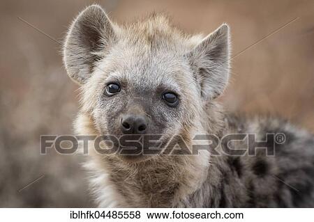 Spotted hyena (Crocuta crocuta), Portrait, Kruger National Park, Republic of South Africa View Large Photo Image Stock Photo - Spotted hyena (Crocuta crocuta), Portrait, Kruger National Park, Republic of South Africa. Fotosearch