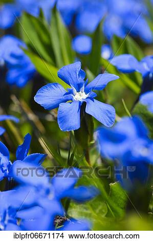 Spring Gentian (Gentiana verna), Switzerland, Europe View Large Photo Image Picture - Spring Gentian (Gentiana verna), Switzerland, Europe. Fotosearch