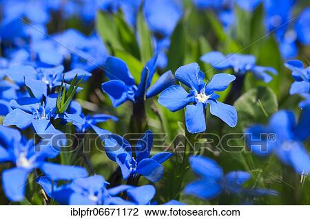 Spring Gentian (Gentiana verna), Switzerland, Europe View Large Photo Image Stock Image - Spring Gentian (Gentiana verna), Switzerland, Europe. Fotosearch