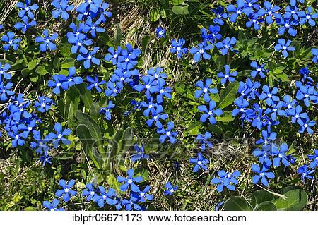Spring Gentian (Gentiana verna), Switzerland, Europe View Large Photo Image Stock Image - Spring Gentian (Gentiana verna), Switzerland, Europe. Fotosearch