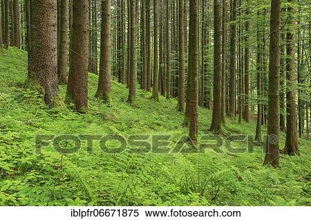 Spruce forest in Appenzell, Switzerland, Europe View Large Photo Image Stock Photography - Spruce forest in Appenzell, Switzerland, Europe. Fotosearch