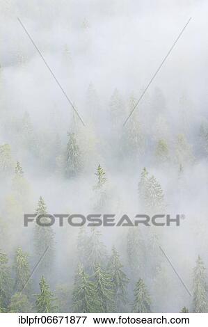 Spruce forest in the fog, Neuchâtel, Switzerland, Europe View Large Photo Image Stock Photo - Spruce forest in the fog, Neuchâtel, Switzerland, Europe. Fotosearch