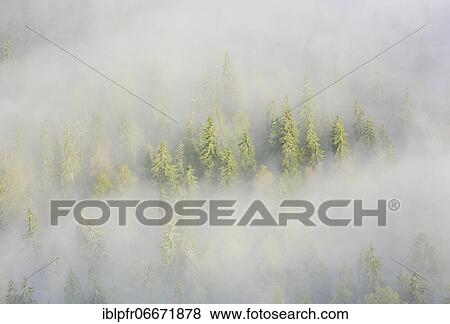 Spruce forest in the fog, Neuchâtel, Switzerland, Europe View Large Photo Image Stock Photo - Spruce forest in the fog, Neuchâtel, Switzerland, Europe. Fotosearch