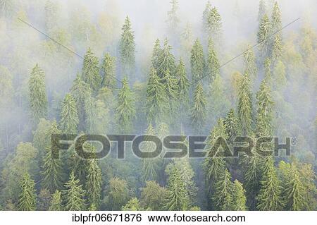 Spruce forest in the fog, Neuchâtel, Switzerland, Europe View Large Photo Image Stock Photograph - Spruce forest in the fog, Neuchâtel, Switzerland, Europe. Fotosearch