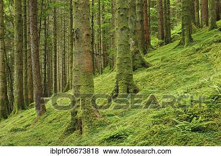 Spruce forest, Scotland, Great Britain View Large Photo Image Stock Photo - Spruce forest, Scotland, Great Britain. Fotosearch