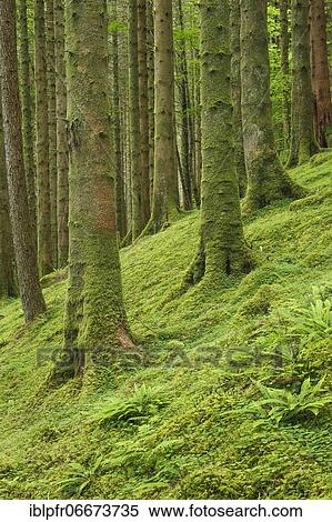 Spruce forest View Large Photo Image Stock Photography - Spruce forest. Fotosearch