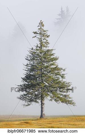Spruce in the fog, Canton Zug Switzerland View Large Photo Image Stock Photography - Spruce in the fog, Canton Zug Switzerland. Fotosearch