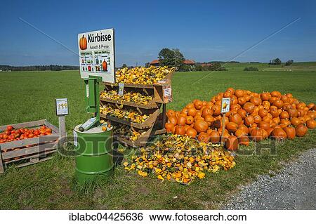 Stock Photograph - Squash (Cucurbita) and pumpkins for sale, Upper Bavaria, Bavaria, Germany, Europe. Fotosearch