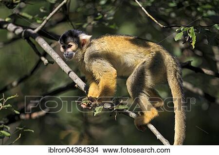 Squirrel monkeys (Saimiri sciureus), captive, Germany, Europe View Large Photo Image Picture - Squirrel monkeys (Saimiri sciureus), captive, Germany, Europe. Fotosearch