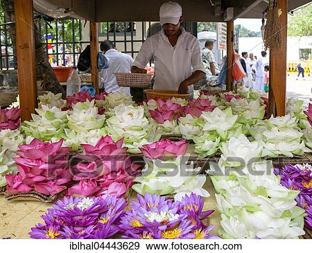 Stock Photo - Stall with blue lotus (Nymphaea caerulea) and white and pink lotus blossoms (Nelumbo), offerings for believers, Kandy, Central Province, Sri Lanka, Asia. Fotosearch