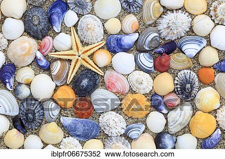 Stock Image - Starfish and shells in sand, arranged, Scotland, UK. Fotosearch
