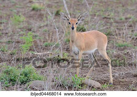 Steenbok (Raphicerus campestris), adult female, Kruger National Park, South Africa, Africa View Large Photo Image Picture - Steenbok (Raphicerus campestris), adult female, Kruger National Park, South Africa, Africa. Fotosearch