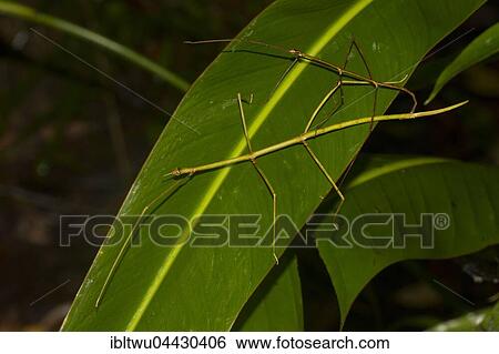 Stock Photograph - Stick insects (Phasmatidae), couples on oblong leaf, rainforest, east coast, Madagascar, Africa. Fotosearch