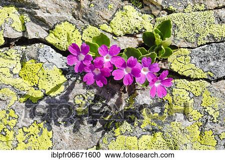 Stinking primrose (Primula hirsuta) View Large Photo Image Stock Image - Stinking primrose (Primula hirsuta). Fotosearch