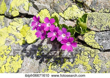 Stinking primrose (Primula hirsuta) View Large Photo Image Stock Image - Stinking primrose (Primula hirsuta). Fotosearch