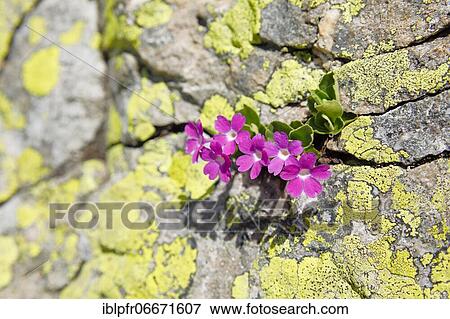 Stock Photo - Stinking primrose (Primula hirsuta). Fotosearch