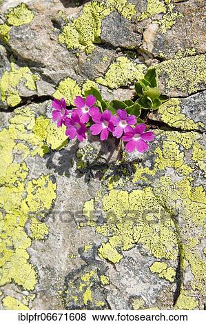 Stock Photo - Stinking primrose (Primula hirsuta). Fotosearch