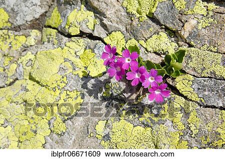 Stinking primrose (Primula hirsuta) View Large Photo Image Stock Photo - Stinking primrose (Primula hirsuta). Fotosearch