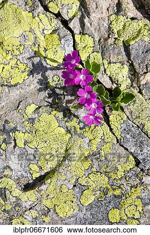 Stinking primrose (Primula hirsuta) View Large Photo Image Stock Photograph - Stinking primrose (Primula hirsuta). Fotosearch