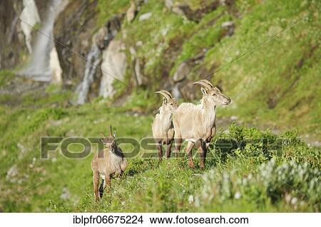 Picture - Stonecrop (Capra ibex), Ibex, Switzerland, Europe. Fotosearch