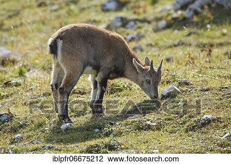 Stock Image - Stonecrop (Capra ibex), Ibex, Switzerland, Europe. Fotosearch