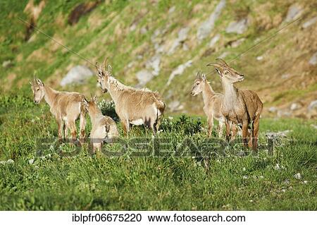 Stonecrop (Capra ibex), Ibex, Switzerland, Europe View Large Photo Image Stock Image - Stonecrop (Capra ibex), Ibex, Switzerland, Europe. Fotosearch
