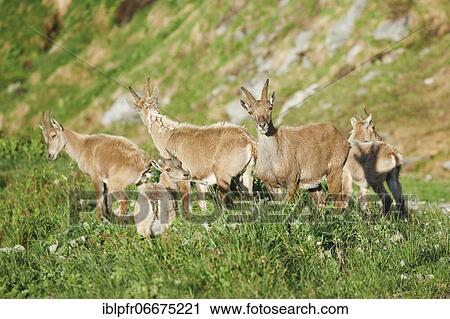 Stock Image - Stonecrop (Capra ibex), Ibex, Switzerland, Europe. Fotosearch