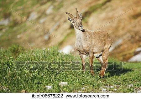 Stonecrop (Capra ibex), Ibex, Switzerland, Europe View Large Photo Image Stock Image - Stonecrop (Capra ibex), Ibex, Switzerland, Europe. Fotosearch