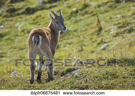 Stonecrop (Capra ibex), Ibex, Switzerland, Europe View Large Photo Image Stock Image - Stonecrop (Capra ibex), Ibex, Switzerland, Europe. Fotosearch
