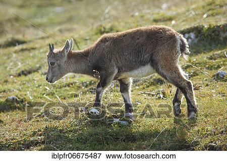 Stonecrop (Capra ibex), Ibex, Switzerland, Europe View Large Photo Image Stock Photo - Stonecrop (Capra ibex), Ibex, Switzerland, Europe. Fotosearch