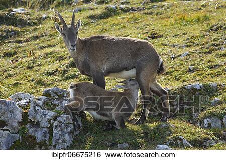 Stonecrop (Capra ibex), Ibex, Switzerland, Europe View Large Photo Image Stock Photograph - Stonecrop (Capra ibex), Ibex, Switzerland, Europe. Fotosearch