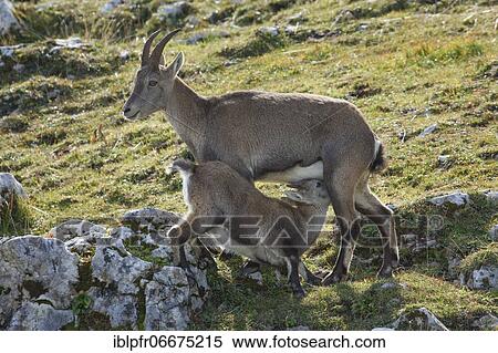 Stonecrop (Capra ibex), Ibex, Switzerland, Europe View Large Photo Image Stock Photography - Stonecrop (Capra ibex), Ibex, Switzerland, Europe. Fotosearch