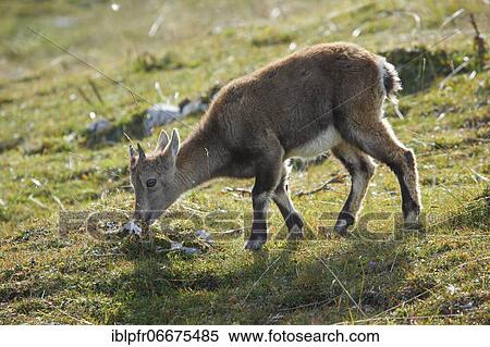 Stonecrop (Capra ibex), Ibex, Switzerland, Europe View Large Photo Image Stock Photography - Stonecrop (Capra ibex), Ibex, Switzerland, Europe. Fotosearch